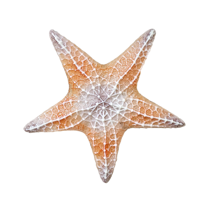 Large Starfish (CPI LF262)
