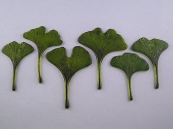 Ginkgo Leaves (CDV)