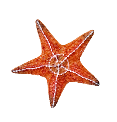 Large Starfish (CPI LF262)
